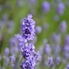Lavender Hidcote Blue #1 - Image 2
